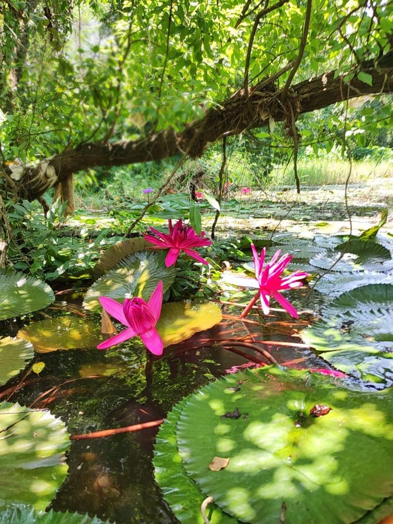 Noah'S Nest Tree House Daire Thekkady Dış mekan fotoğraf