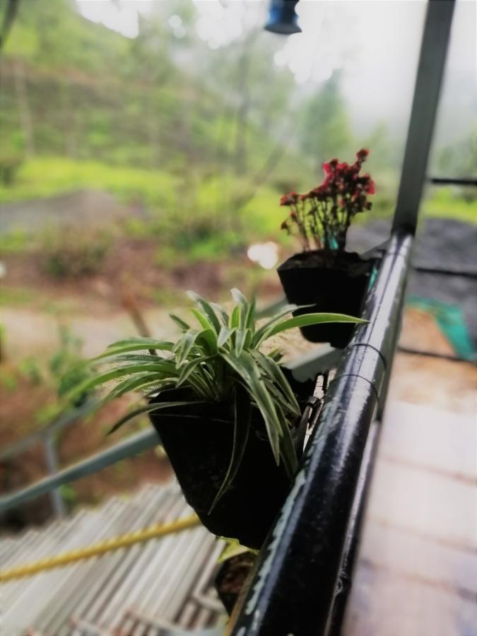 Noah'S Nest Tree House Daire Thekkady Dış mekan fotoğraf